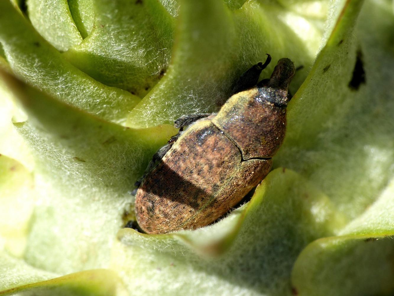 Il mistero dei Larinus di Tolfa: L. ochreatus e L. cynarae